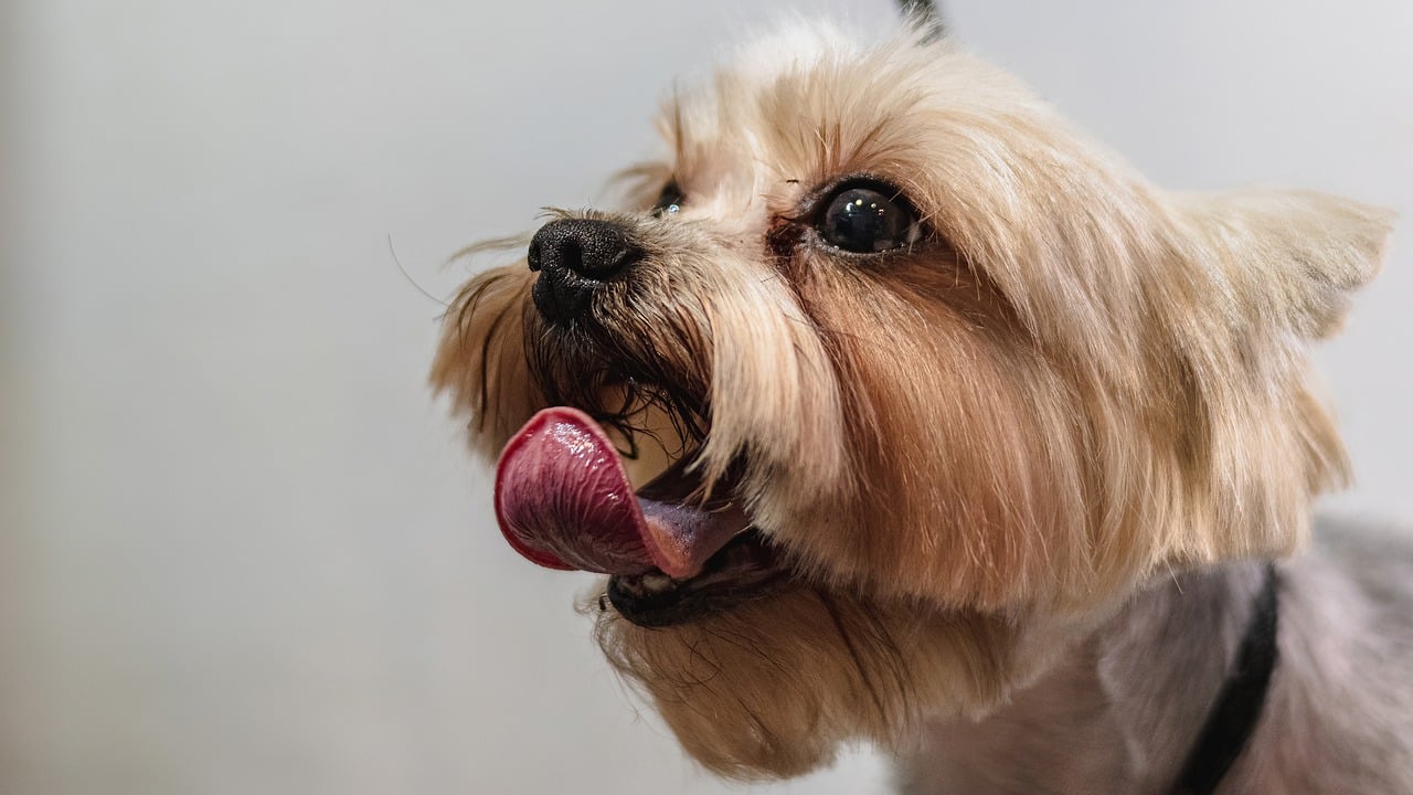 How to Keep Your Pet Safe During an Emergency